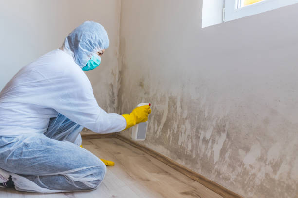 Licensed Mold Remediation service in Bridgewater, NJ - WQB Mold Removal